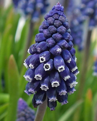 Muscari Joyce Spirit 7/8, 100 kusov  
